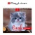 Naptár, asztali, álló, DAYLINER "Cicák"